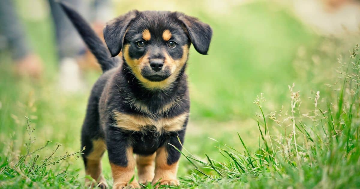 National Puppy Day 2023