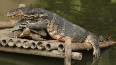 ข่าวตัวเงินตัวทอง