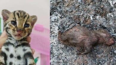 ข่าวไฟไหม้บ้านสัตว์แพทย์