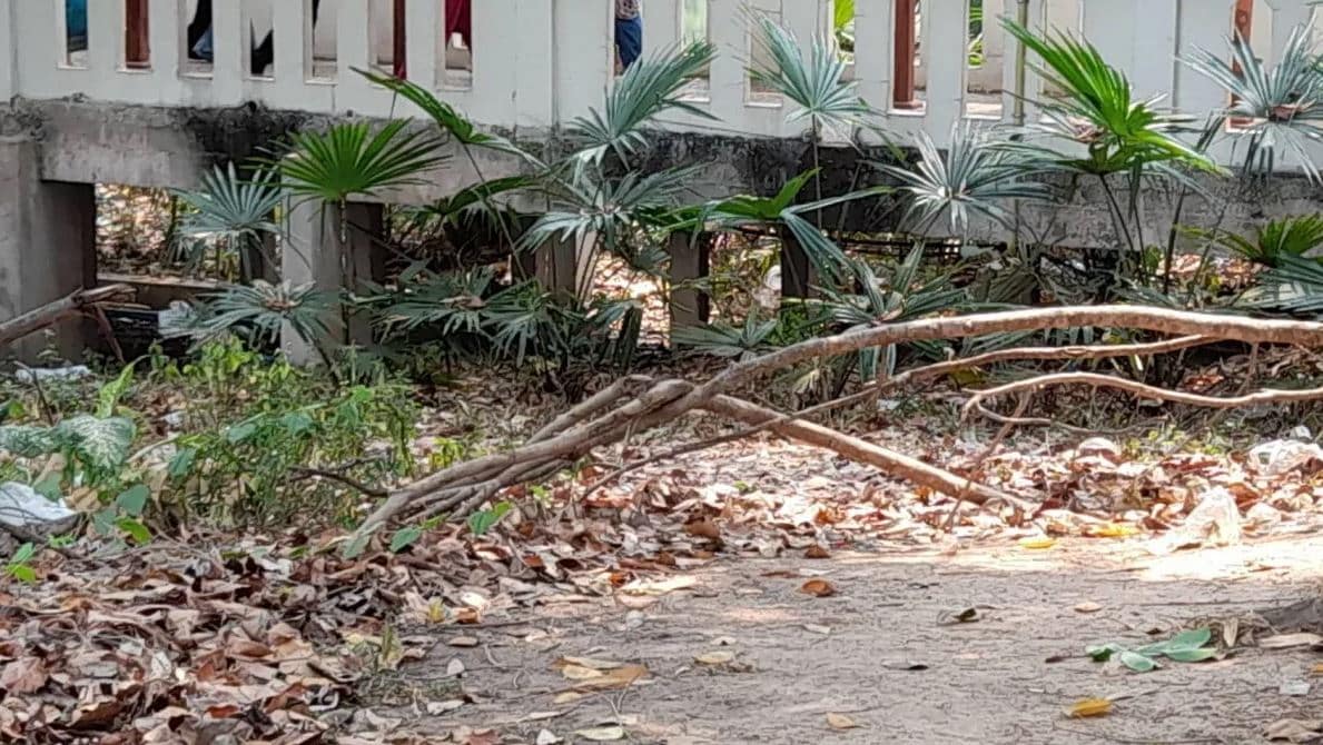 คำชะโนด