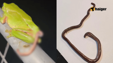 งูโผล่ออกมาจากก้นกบ