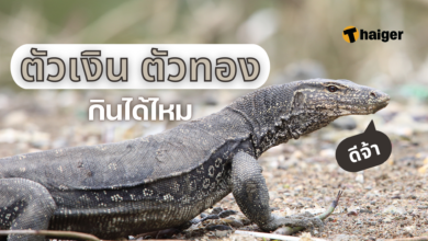ตัวเงินตัวทอง กินได้