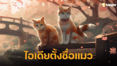 ตั้งชื่อแมว