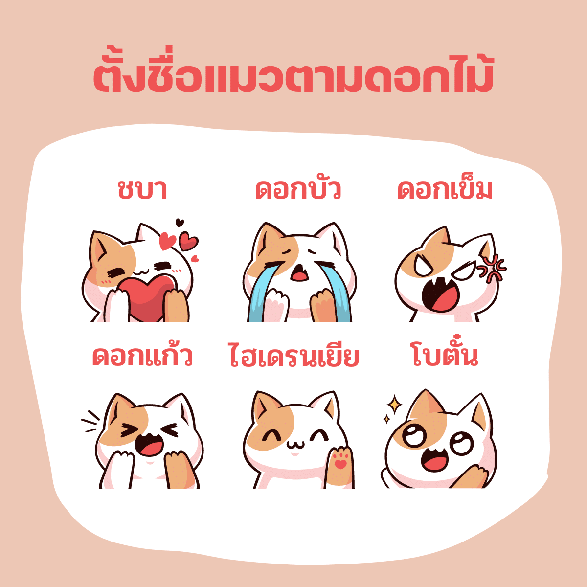 ตั้งชื่อแมวตามดอกไม้