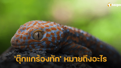 ตุ๊กแกร้องหมายถึงอะไร