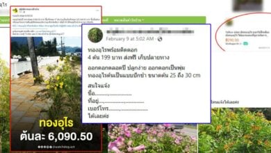 ต้นทองอุไร พังงา