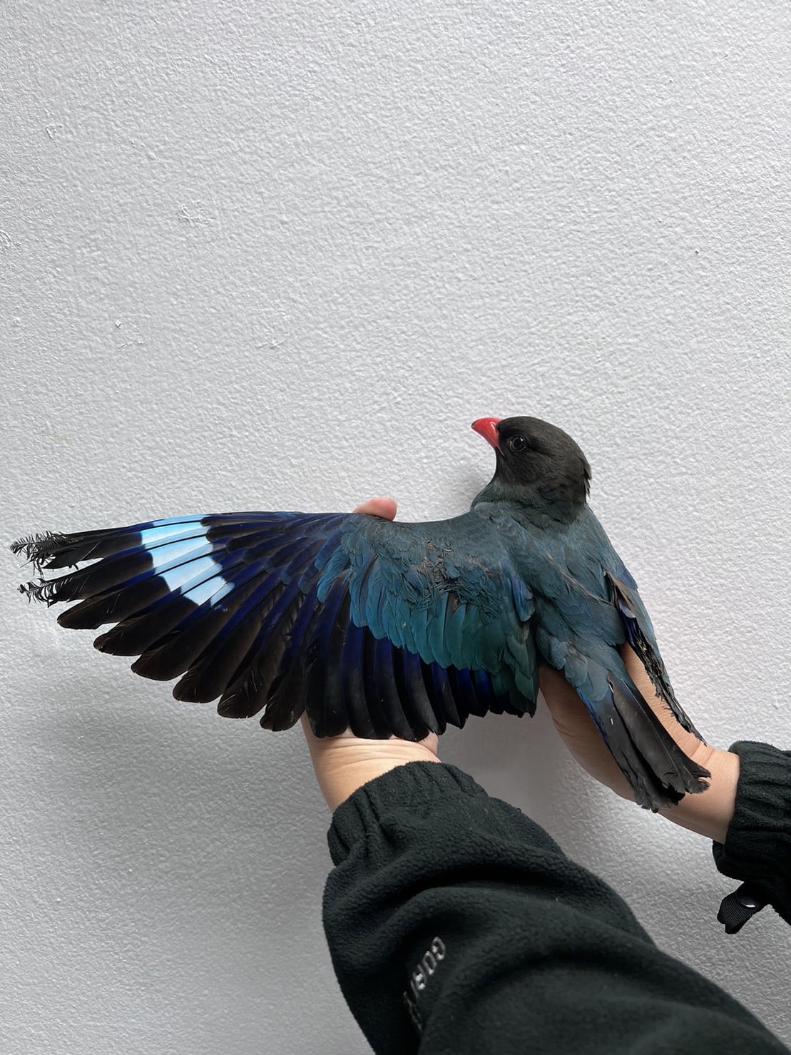 นกตะขาบดง ข่าว