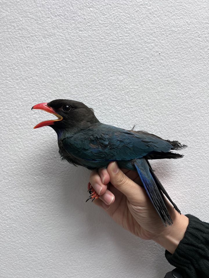 นกตะขาบดง