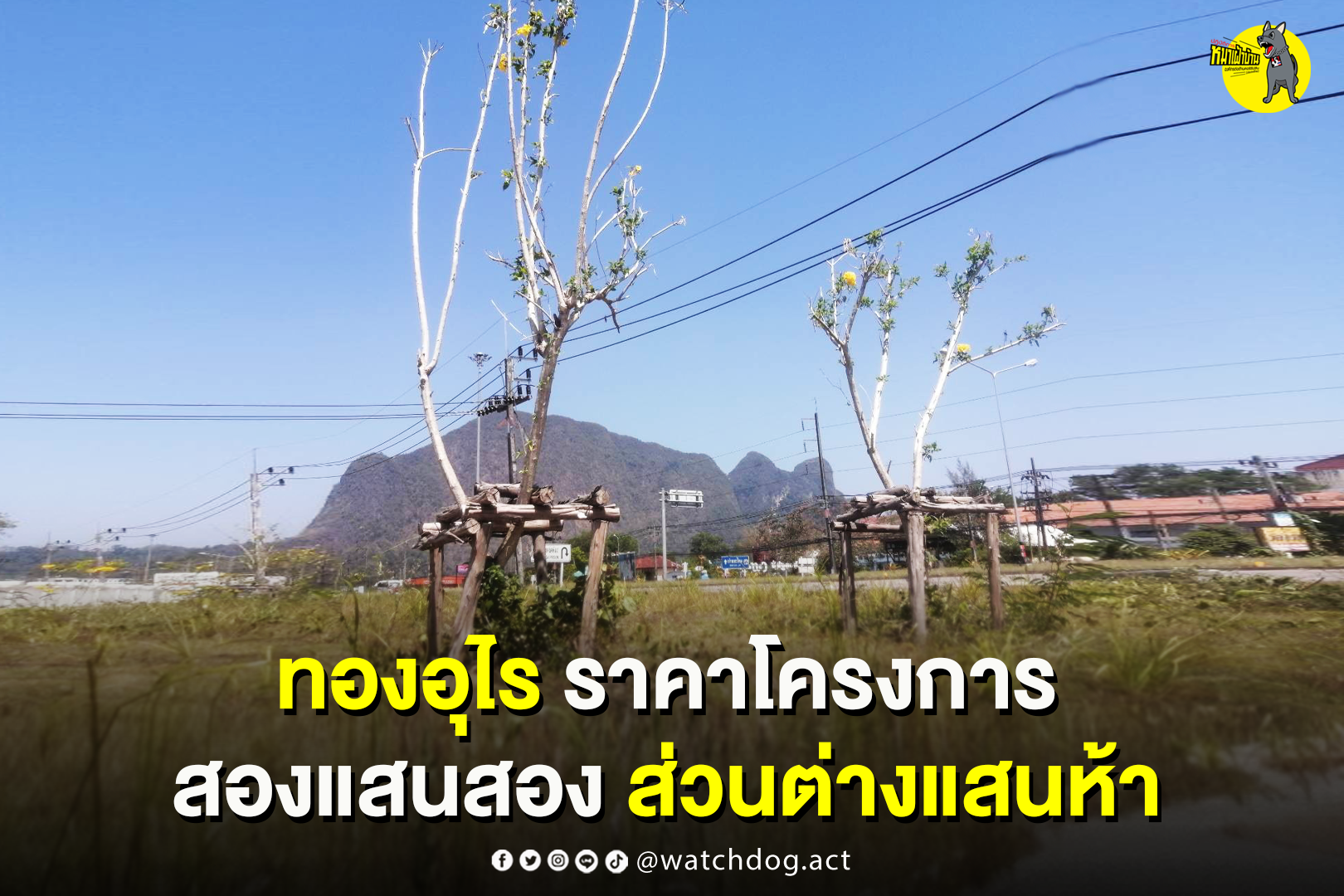 ปฏิบัติการหมาเฝ้าบ้าน ต้นทองอุไร