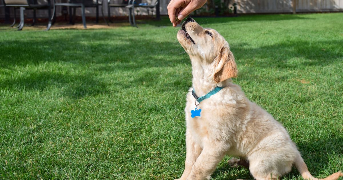 วันลูกหมาแห่งชาติ National Puppy Day