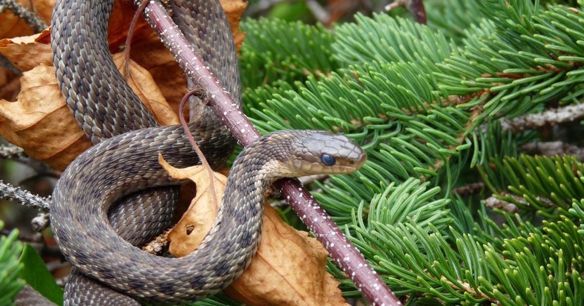 เลขเด็ด ฝันว่ากินงู