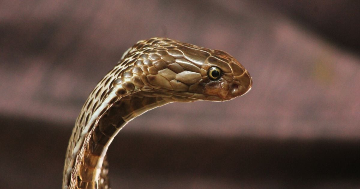 ฝันว่ากินงูจงอาง เลขเด็ด