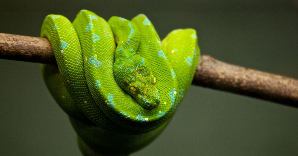 ฝันว่ากินงูเขียว