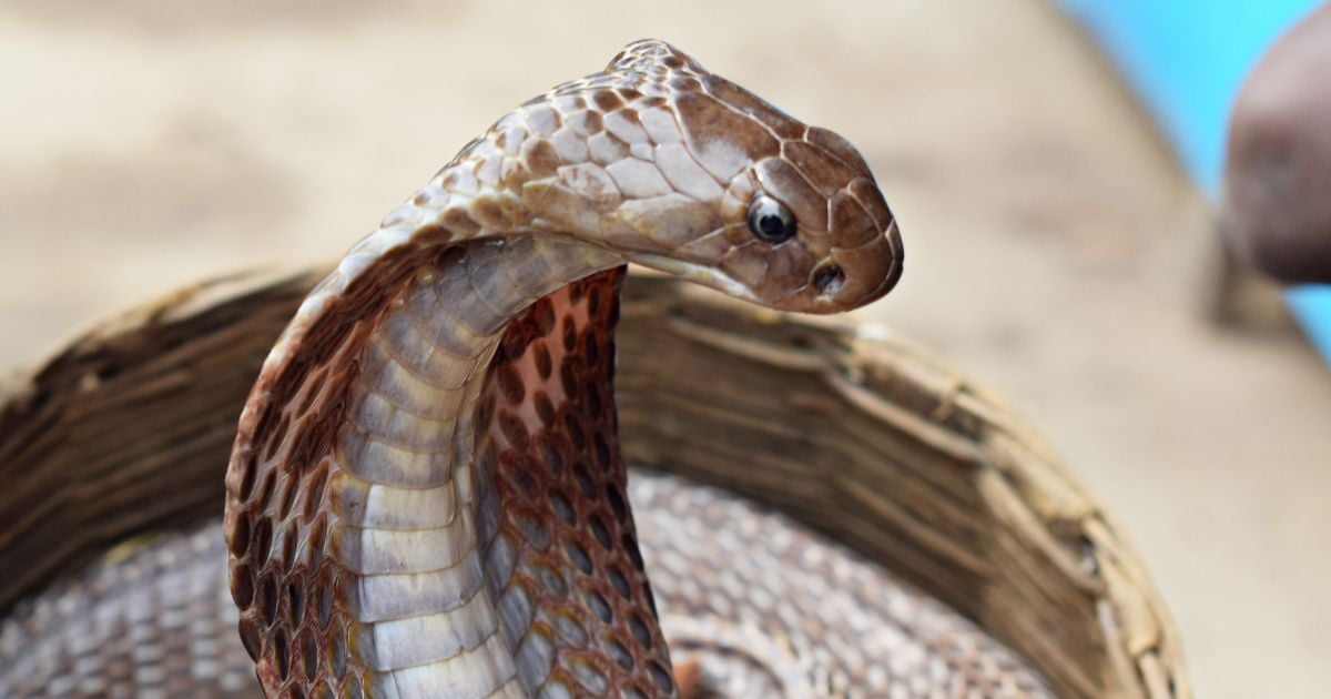 ฝันว่ากินงู ฝันดีหรือไม่