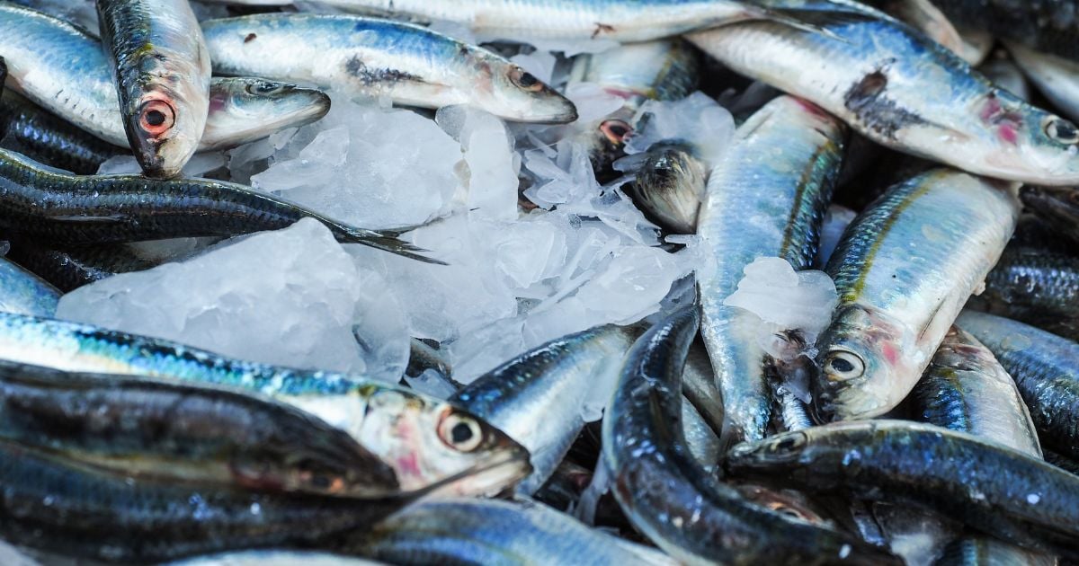 ฝันว่ากินปลาเป็น ยังไม่ตาย ลางดีหรือไม่