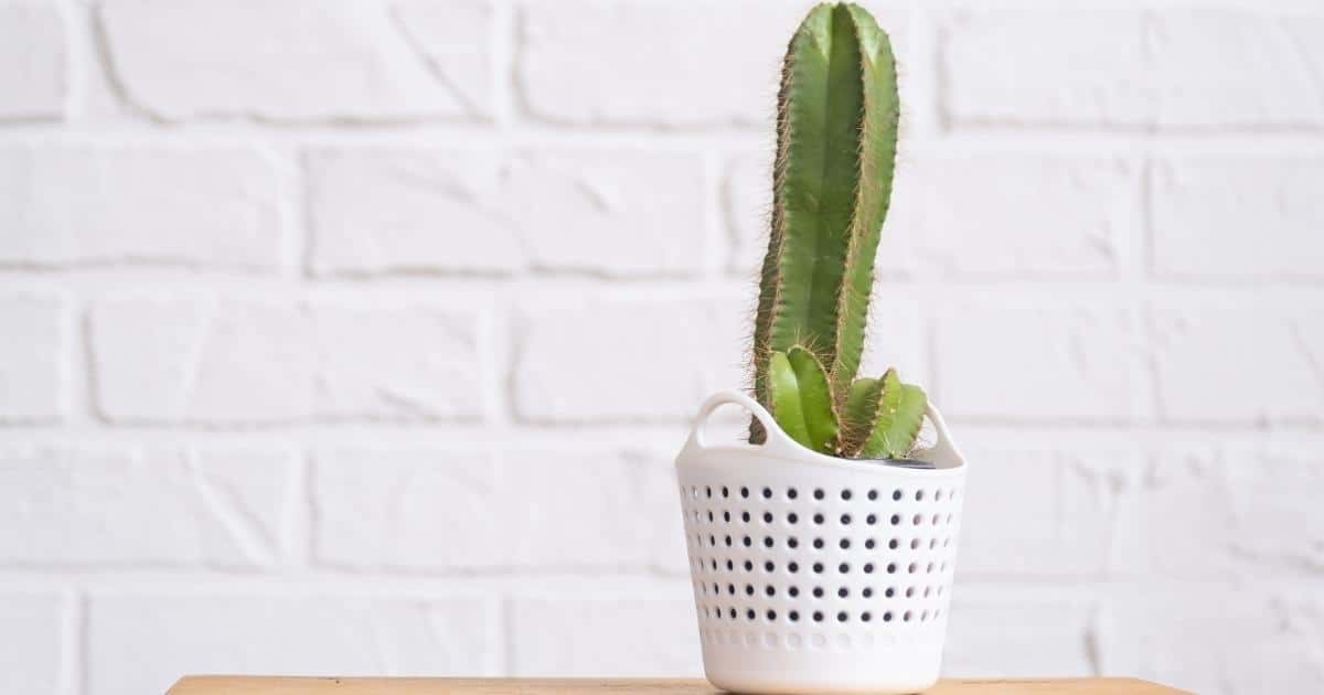 ฝันว่าได้จับของสามี