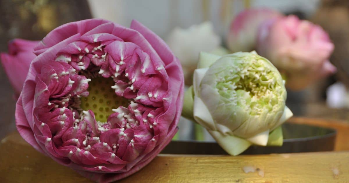 เลขเด็ด ทำนายฝัน