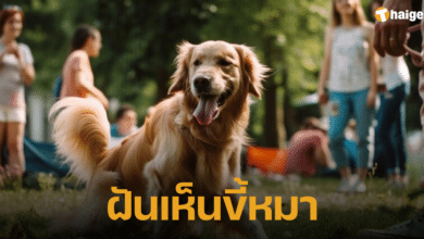 ฝันเห็นขี้หมา เลขเด็ด