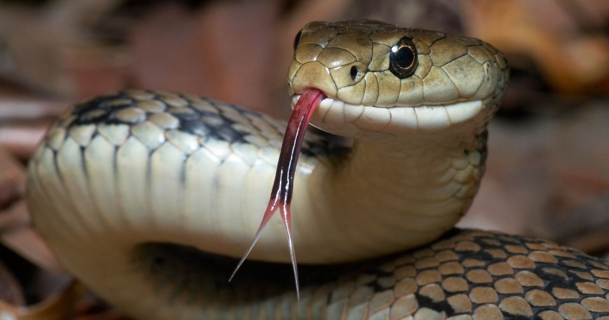 ทำนายฝัน 2566