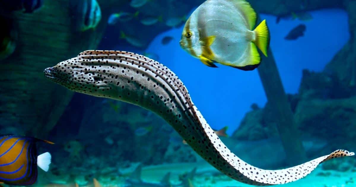 ฝันเห็นปลาไหล