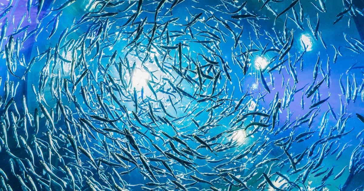 ฝันเห็นปลา