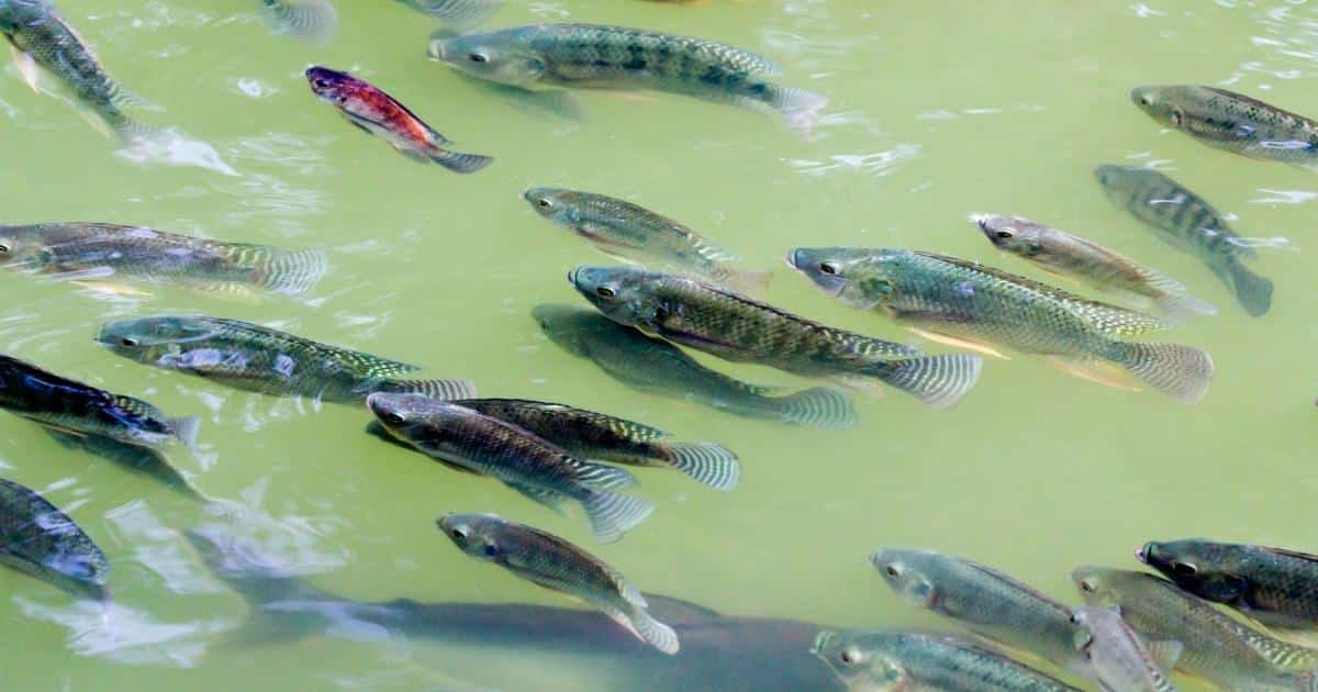 ฝันเห็นปลานิล