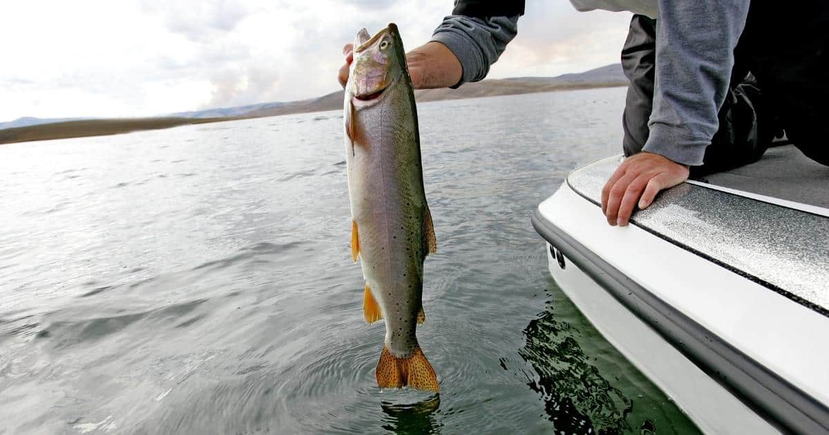 ฝันเห็นปลา