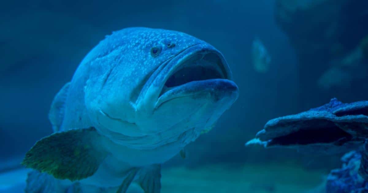 ฝันเห็นปลาไม่ได้จับ