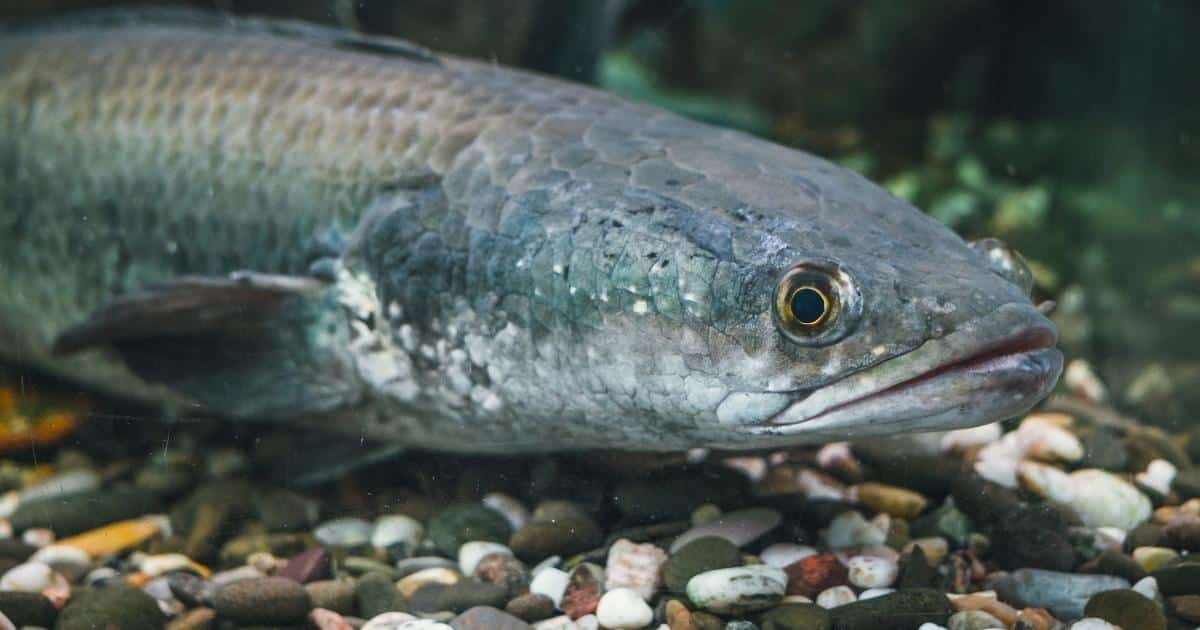 ฝันเห็นปลา