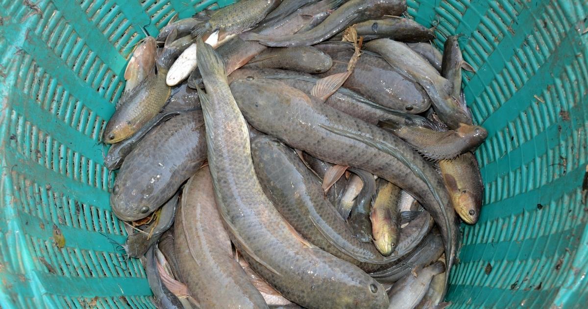 ฝันเห็นปลาช่อน