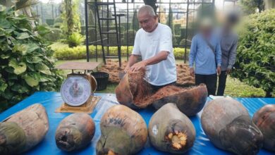 มะพร้าวทะเล