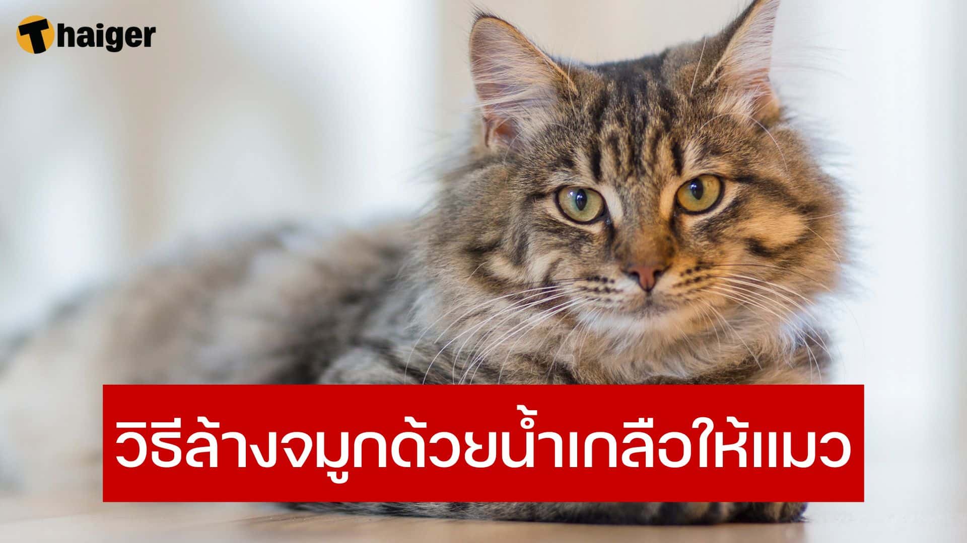 วิธีล้างจมูกด้วยน้ำเกลือให้แมว