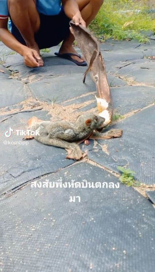 สัตว์ปริศนา