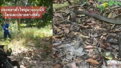 เสียเชิงงู