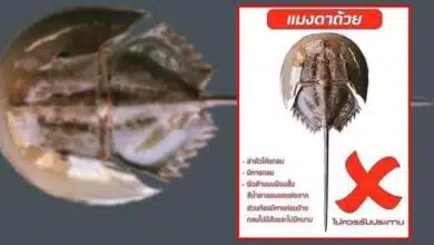 แมงดาถ้วย ตราด