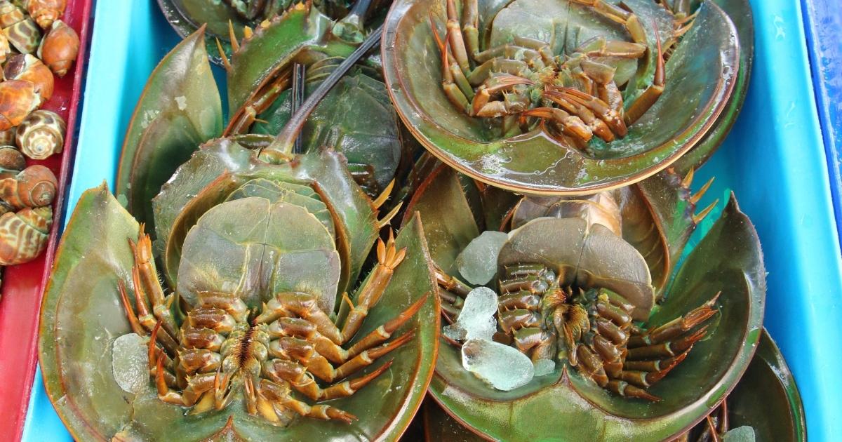 แมงดาถ้วย แมงดาจาน