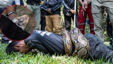 โดนงูรัด ทำไง