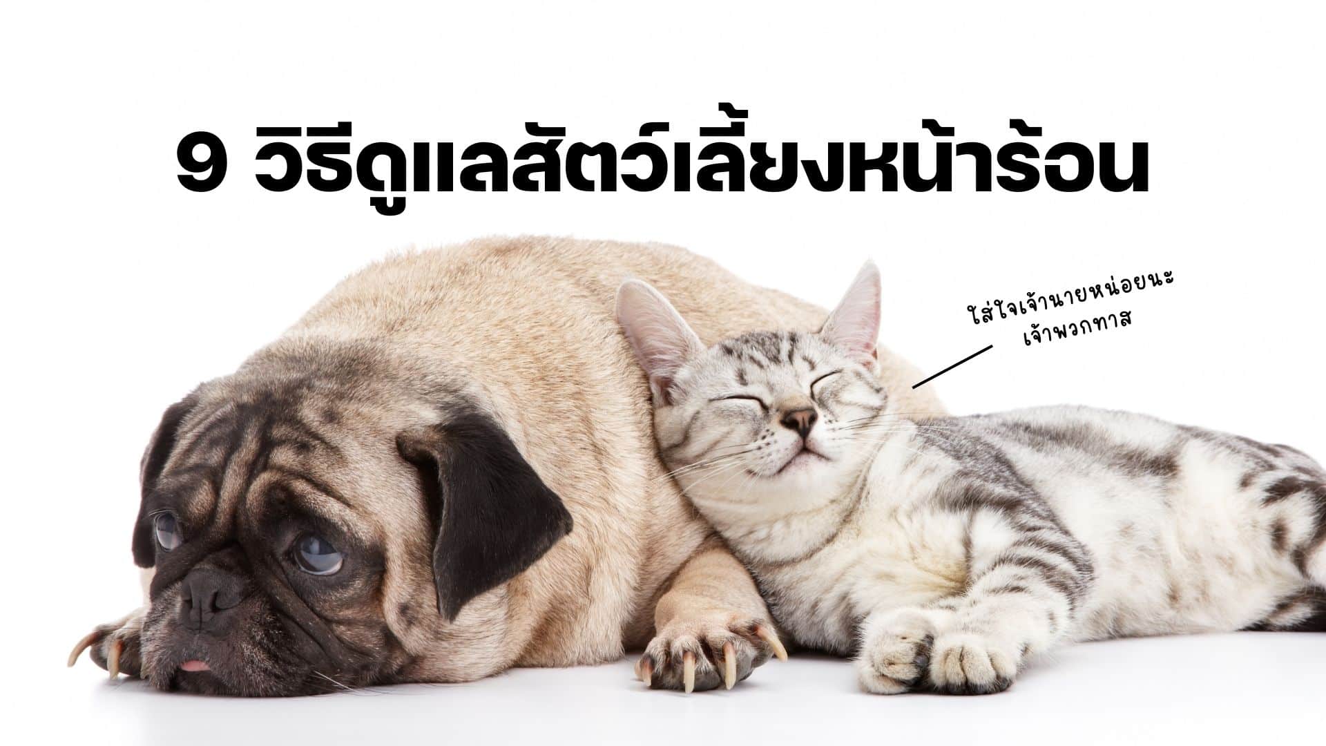 9 สิ่ง 'เจ้าของสัตว์เลี้ยง' ห้ามพลาด ดูแลหมา-แมวให้ปลอดภัยตลอดหน้าร้อน ...
