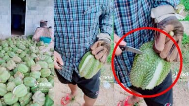 ทุเรียนไม่มีเนื้อ