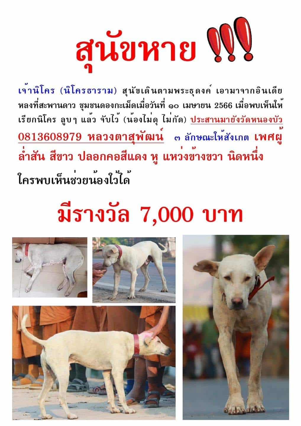 นิโคร ประกาศสุนัขหาย