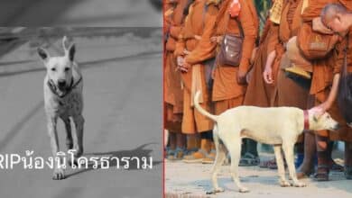 นิโคร สุนัขเดินตามพระธุดงค์ (1)