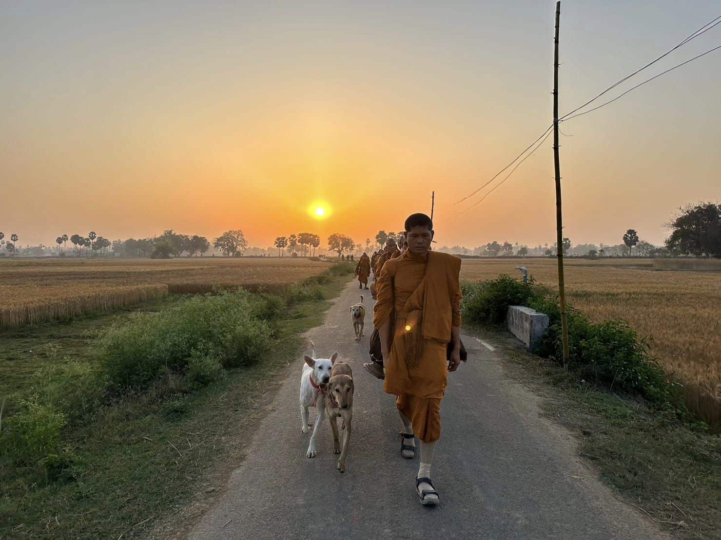 นิโคร หมาตามพระธุดงค์