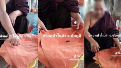 ปรอทป่าคือ