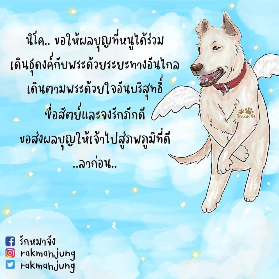 สุนัขเดินตามพระธุดงค์ ข่าว