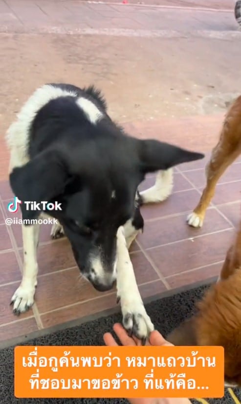 หมาจรจัดขอข้าวสาวกิน TikTok ไวรัล