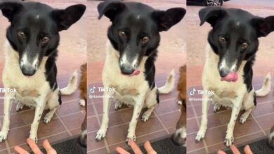 หมาแถวบ้าน ขอข้าวสาวกิน