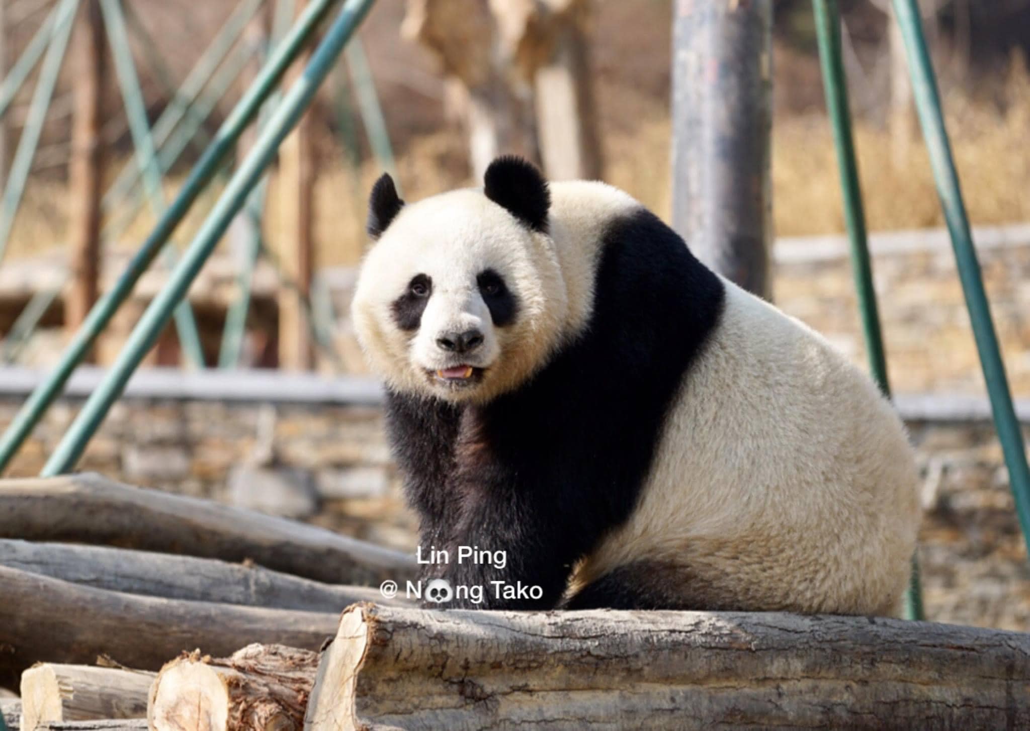 หลินปิง อยู่ที่ไหน