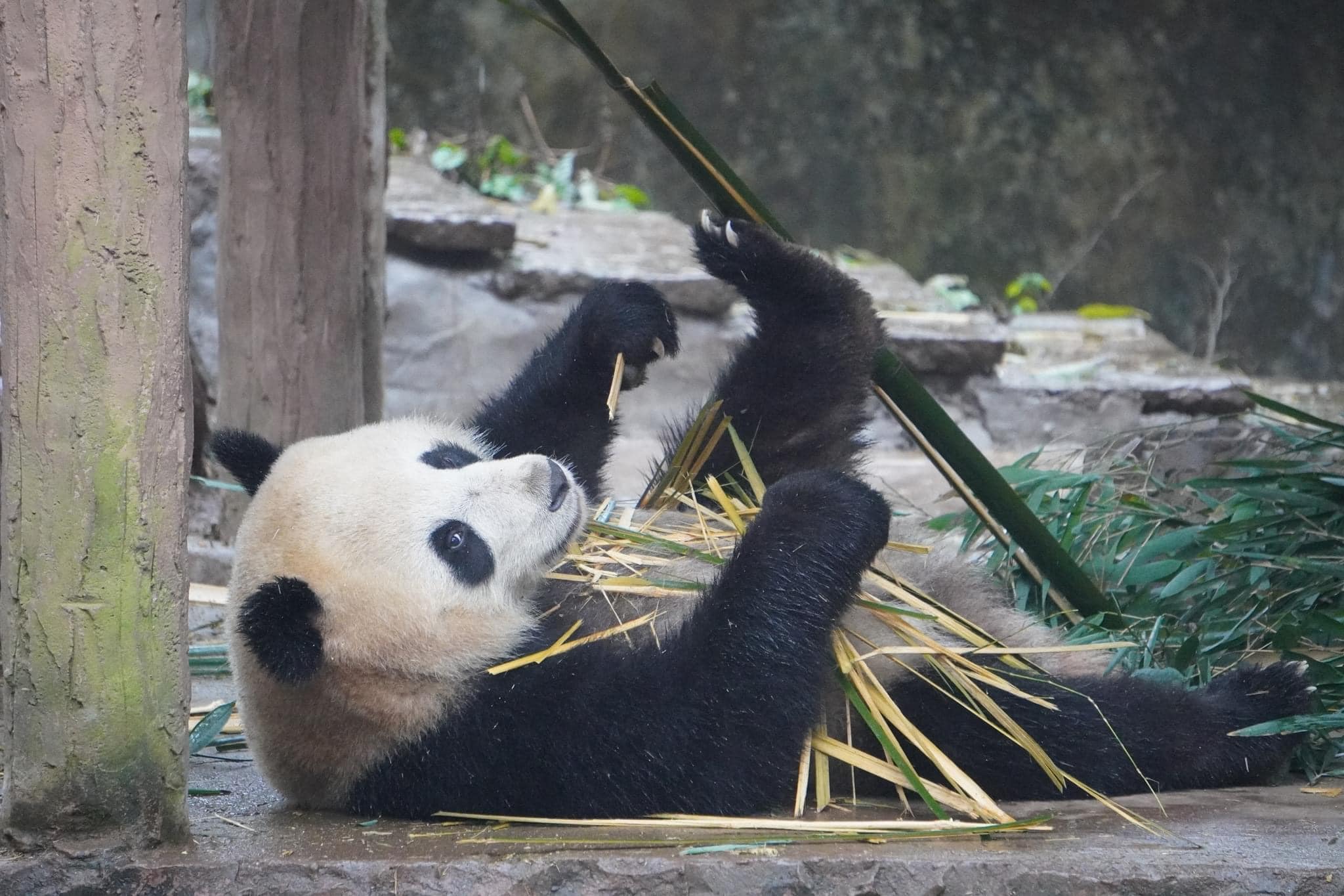 หลินปิง อยู่ที่ไหน