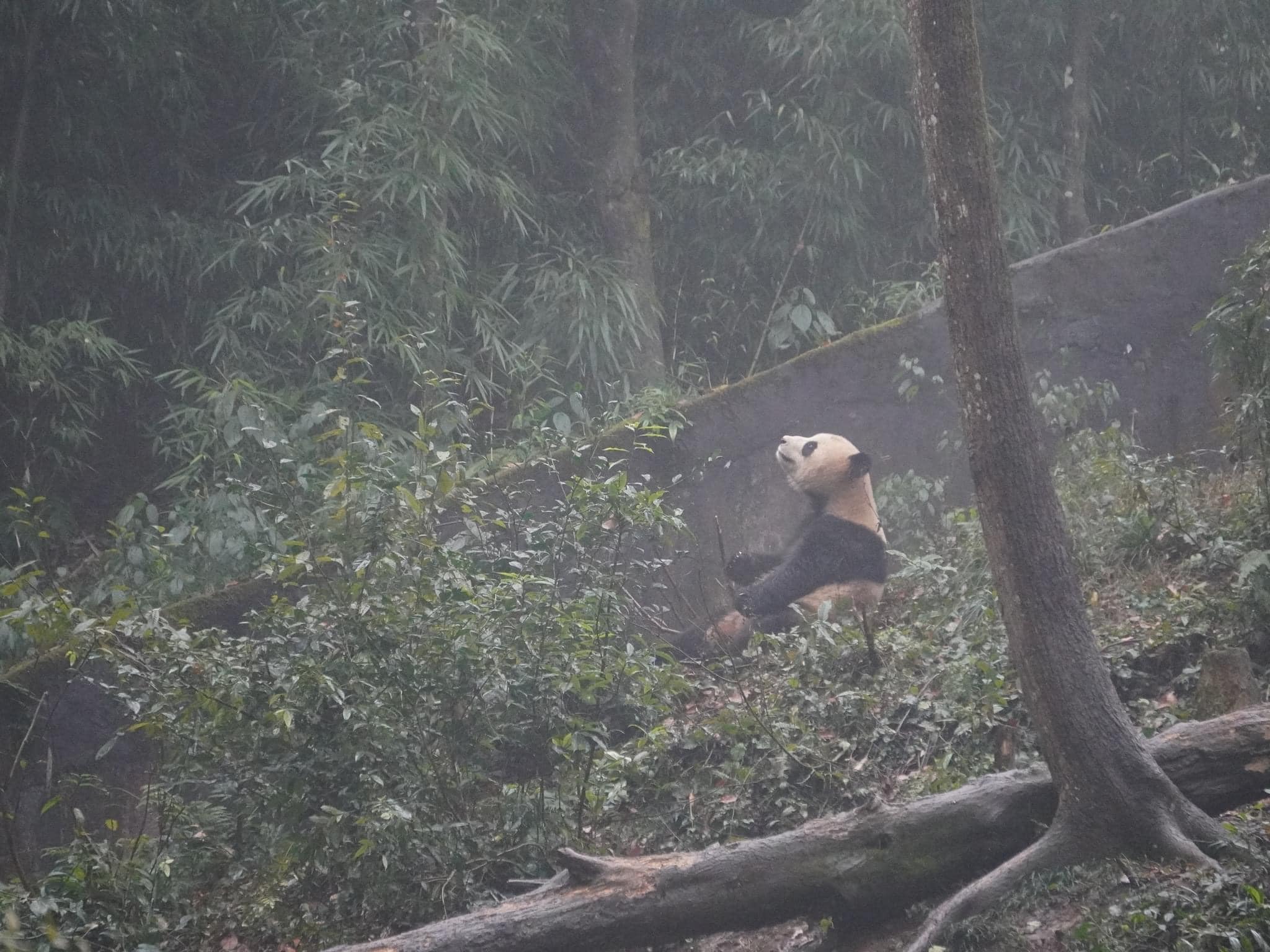 หลินปิง อยู่ที่ไหน