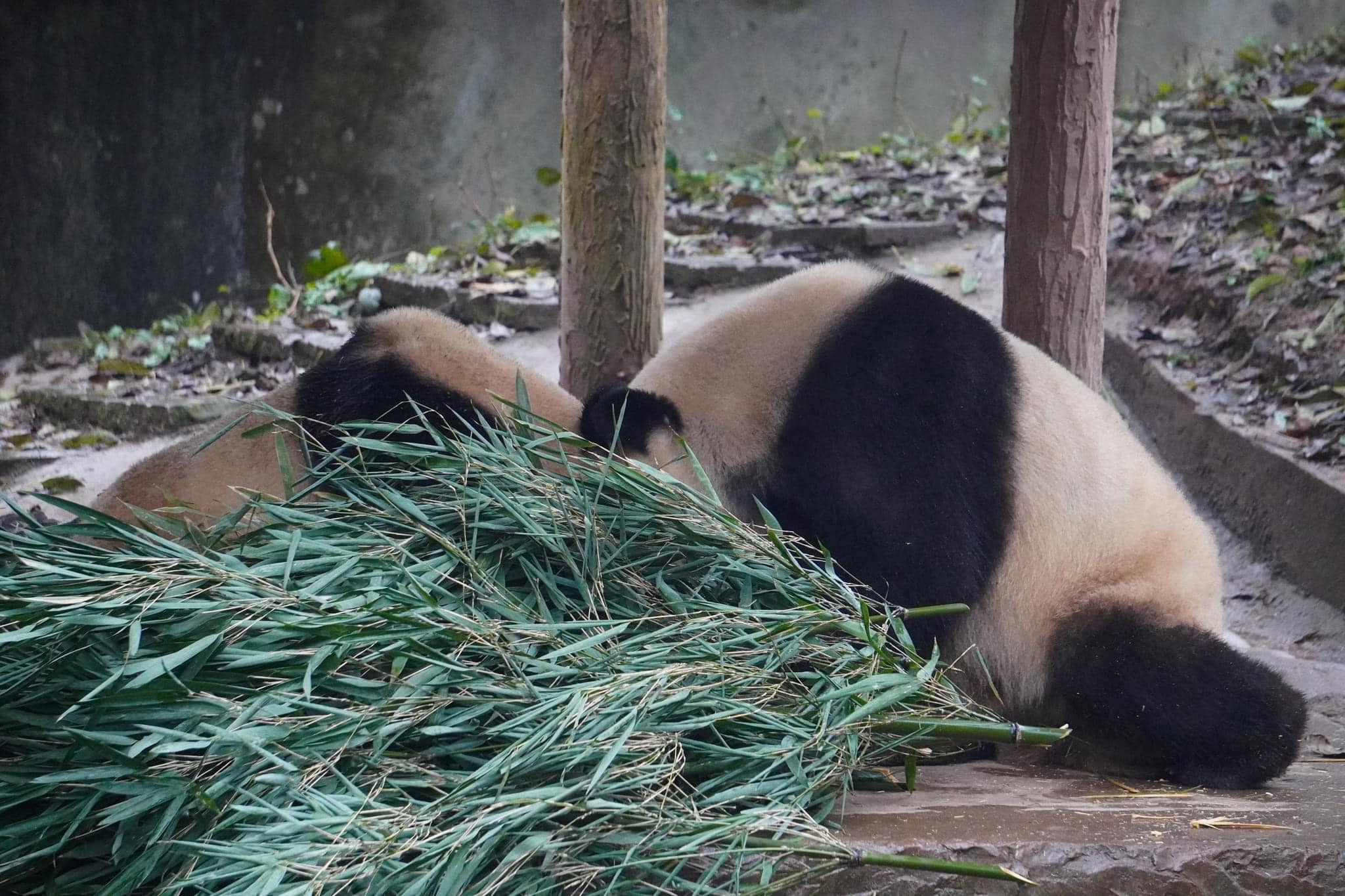 หลินปิง อยู่ที่ไหน